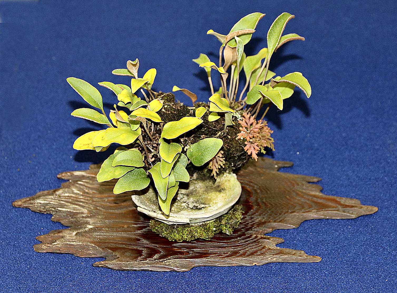 AUTUMN 2014 JAPAN BONSAI EXPLORATION Part 5 Valavanis Bonsai Blog