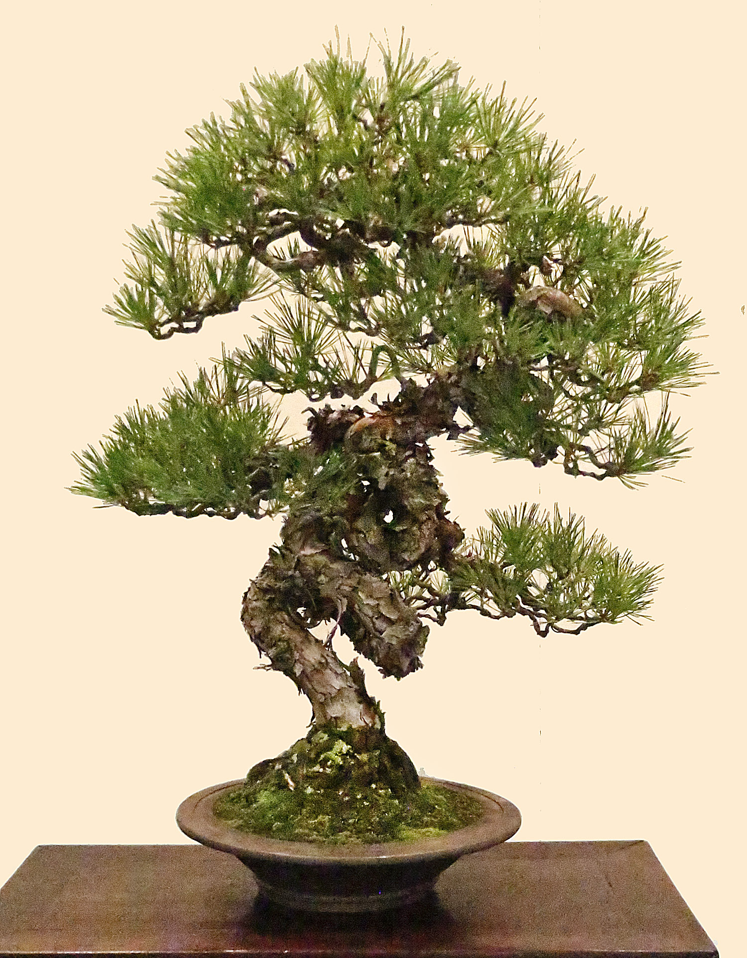 2015 89th Kokufu Bonsai Exhibition Part 1 Valavanis Bonsai Blog