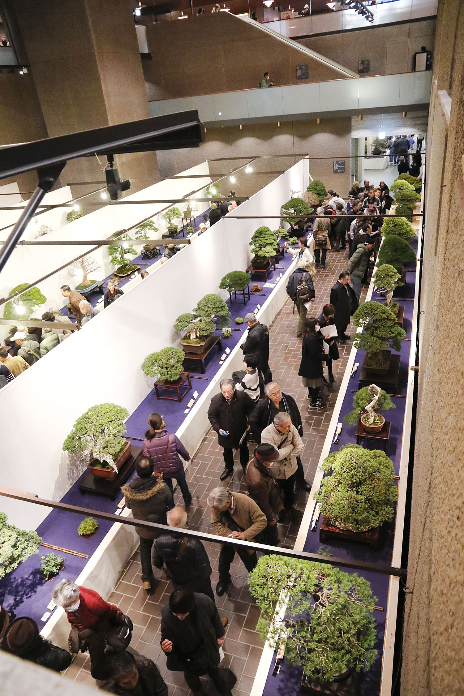 2016 90th Kokufu Bonsai Exhibition Report 2 Valavanis Bonsai Blog