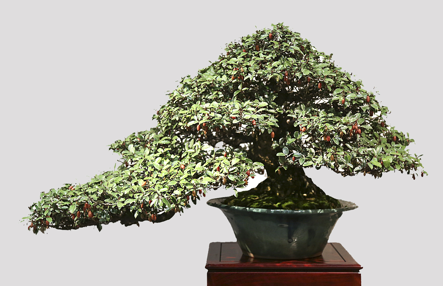 2016 90th Kokufu Bonsai Exhibition Report 2 Valavanis Bonsai Blog