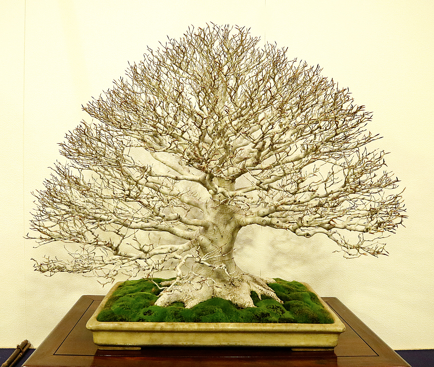 2016 90th Kokufu Bonsai Exhibition Report 2 Valavanis Bonsai Blog