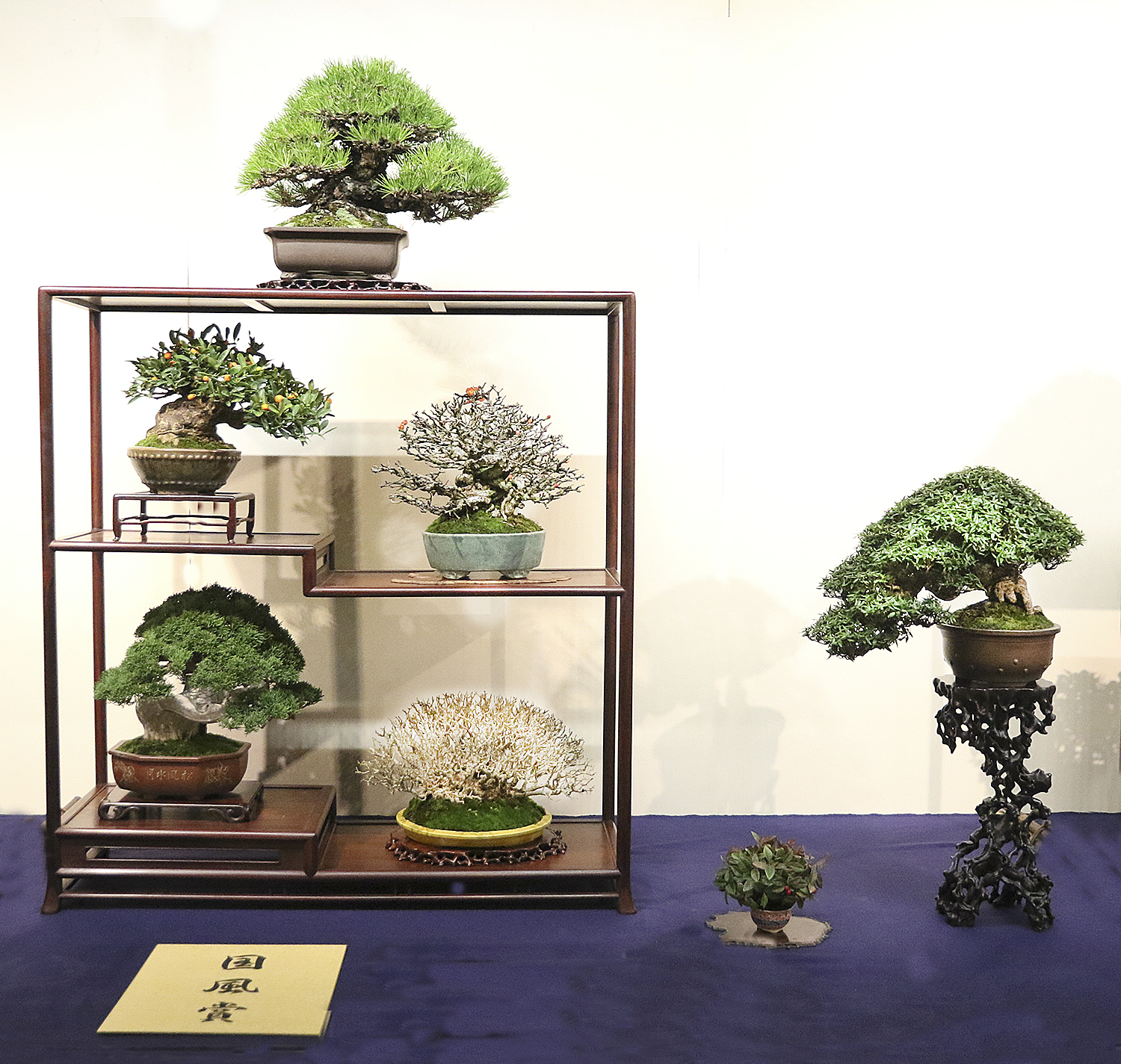 2018 92nd Kokufu Bonsai Exhibition Part I Part 1 Valavanis Bonsai Blog