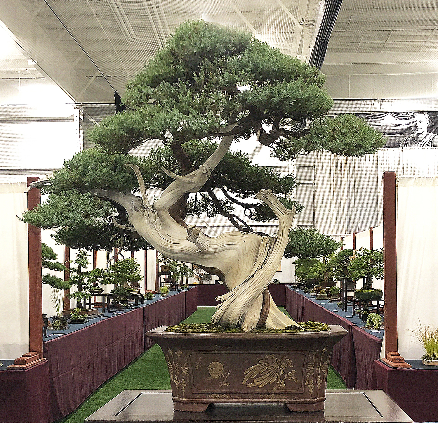 2018 6thUS NATIONAL BONSAI EXHIBITION Review Valavanis Bonsai Blog