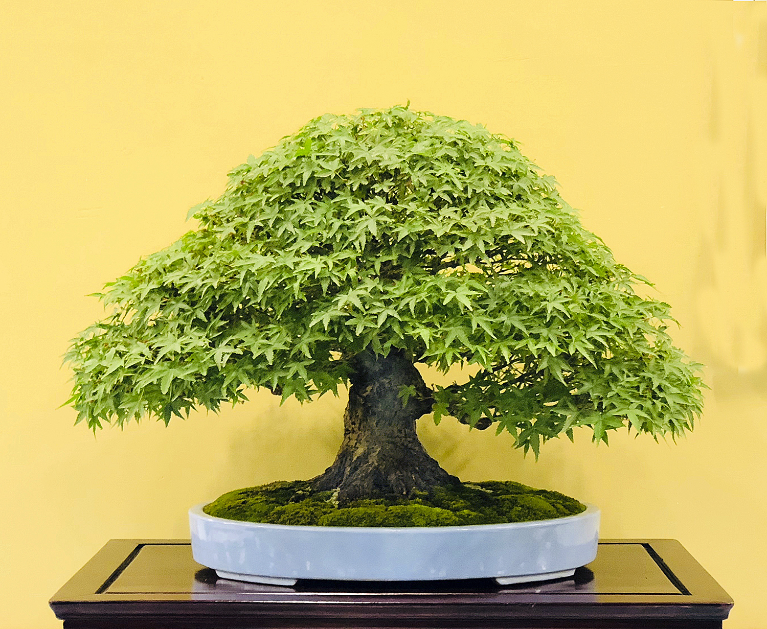 2018 6thUS NATIONAL BONSAI EXHIBITION Review Valavanis Bonsai Blog