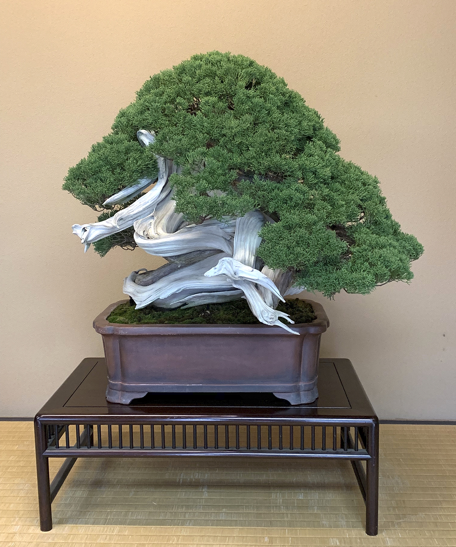 A Private Visit to Omiya Bonsai Village Valavanis Bonsai Blog