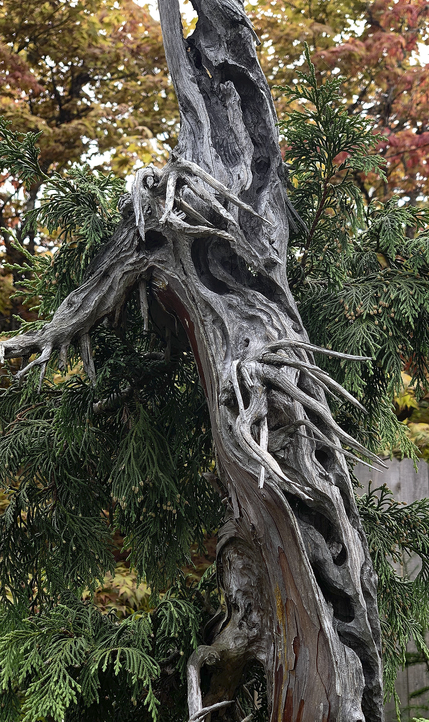 A Visit To Elandan Gardens – Valavanis Bonsai Blog