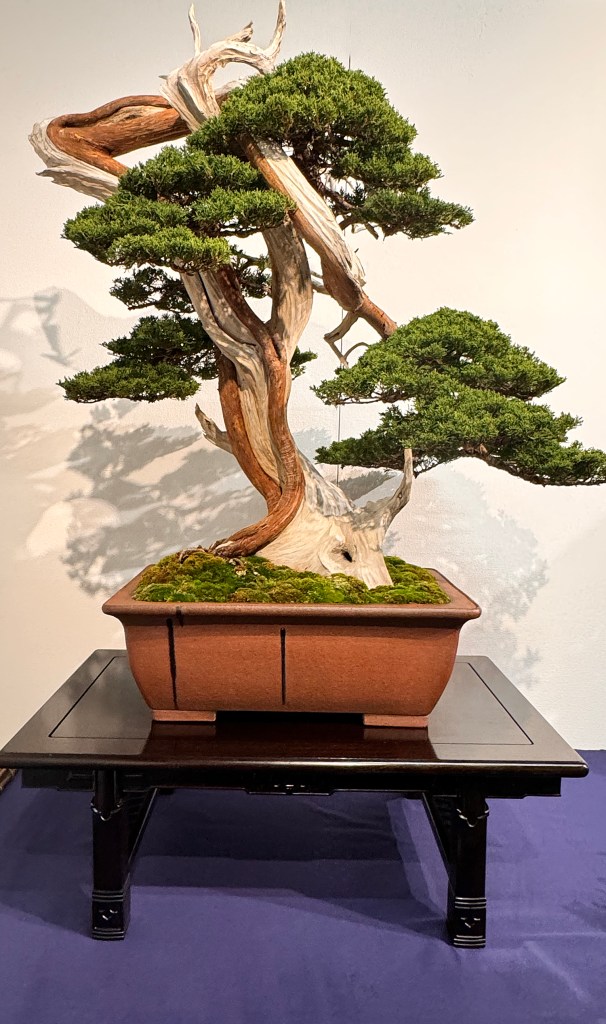 2024 98th Kokufu Bonsai Exhibition– Part 1 – Valavanis Bonsai Blog