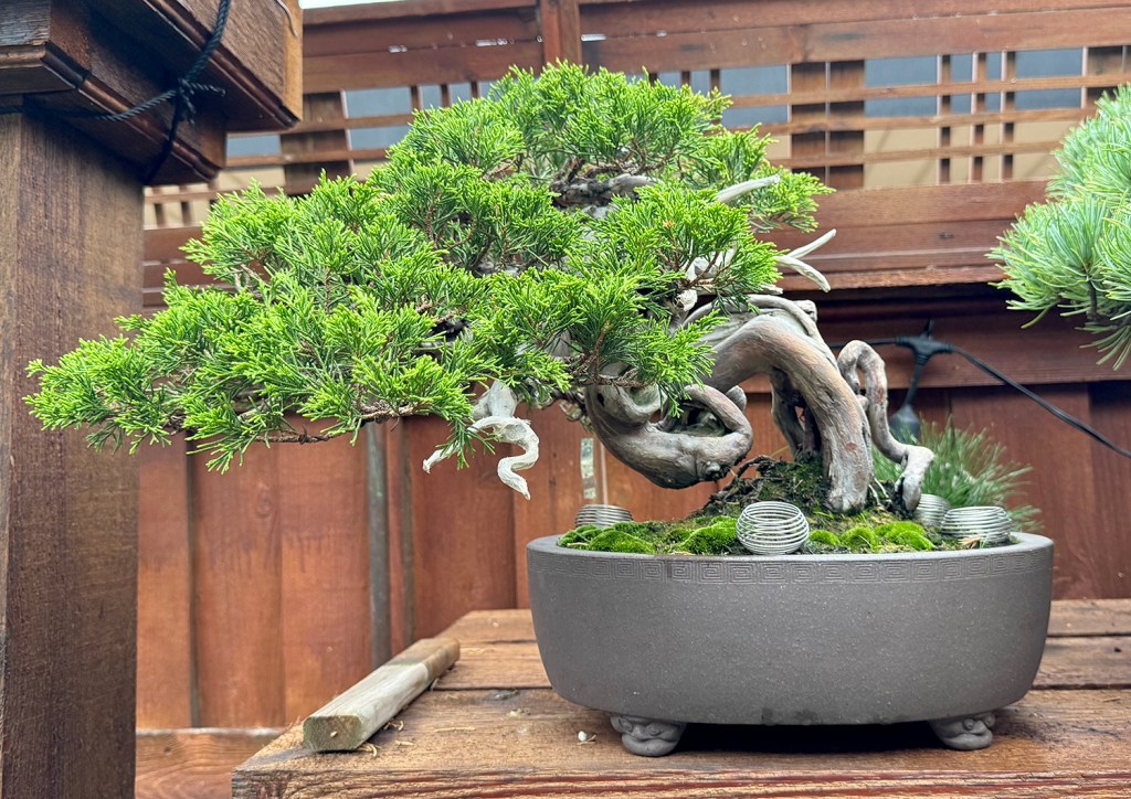 SHIMPAKU-2-1024x724.jpg