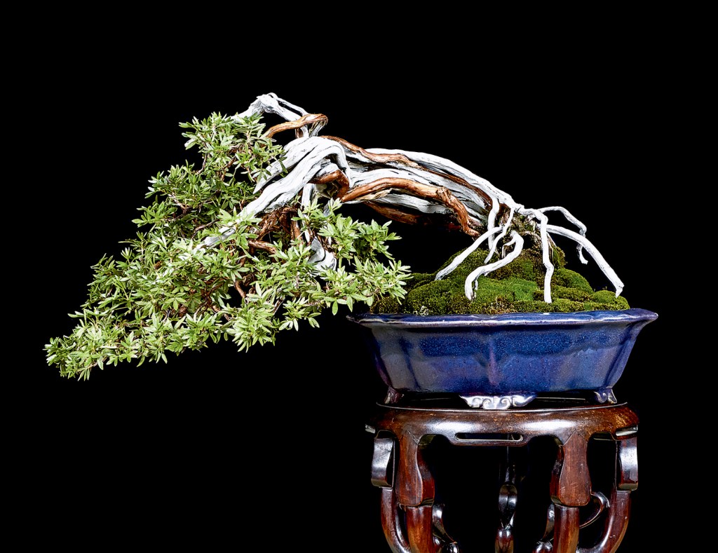 60th Anniversary Toronto Bonsai Exhibition – Valavanis Bonsai Blog