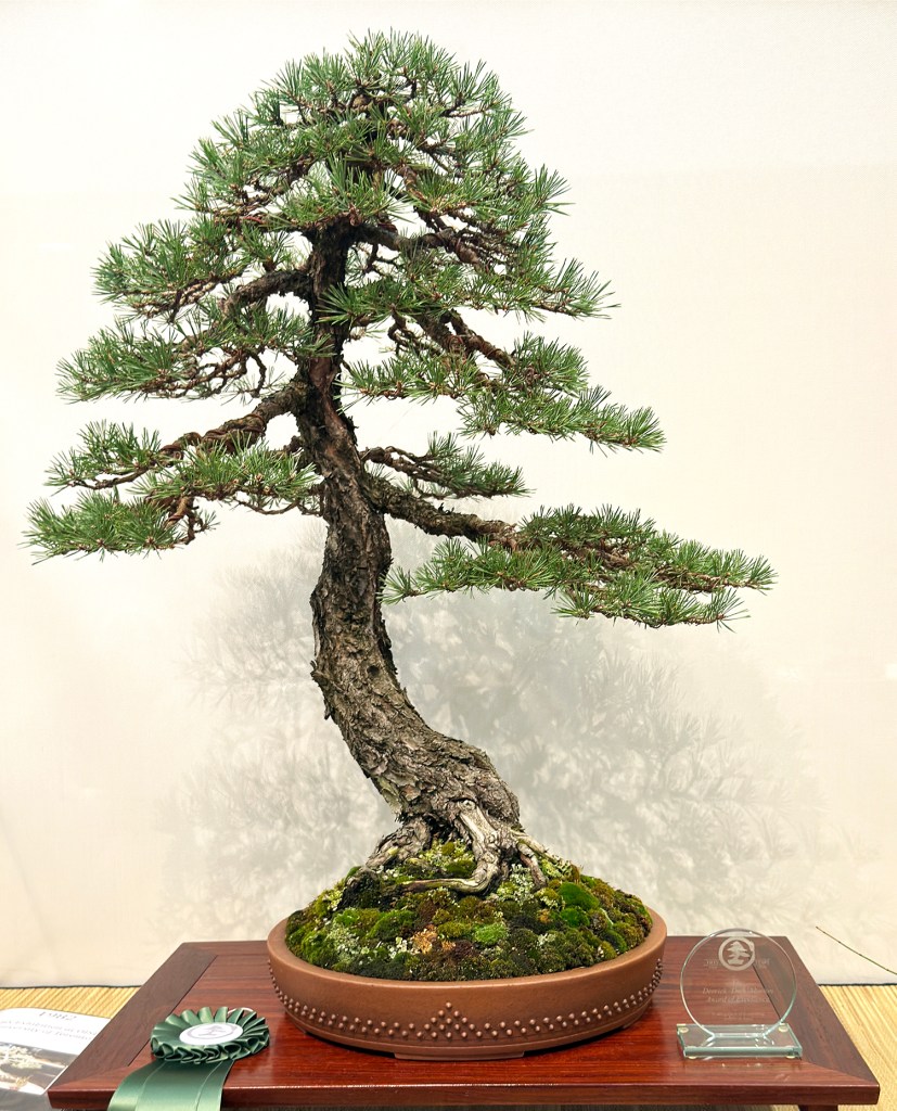 The Toronto Bonsai Society Celebrates 60 Years Of Bonsai Education