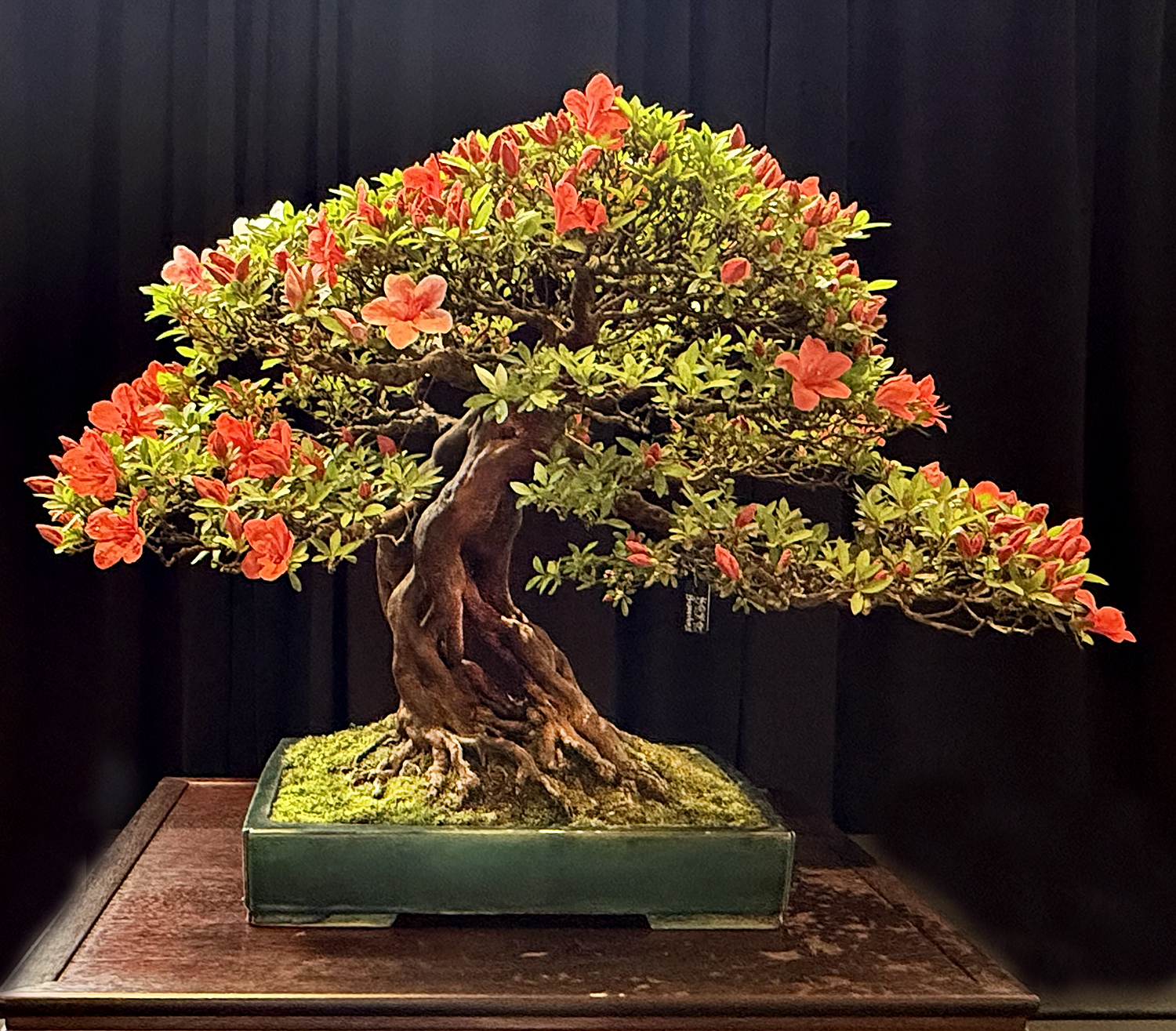 全国皐月花季大陳列展 写真帖 '76年回〜　12冊セット BONSAI Styles – Bonsai Today