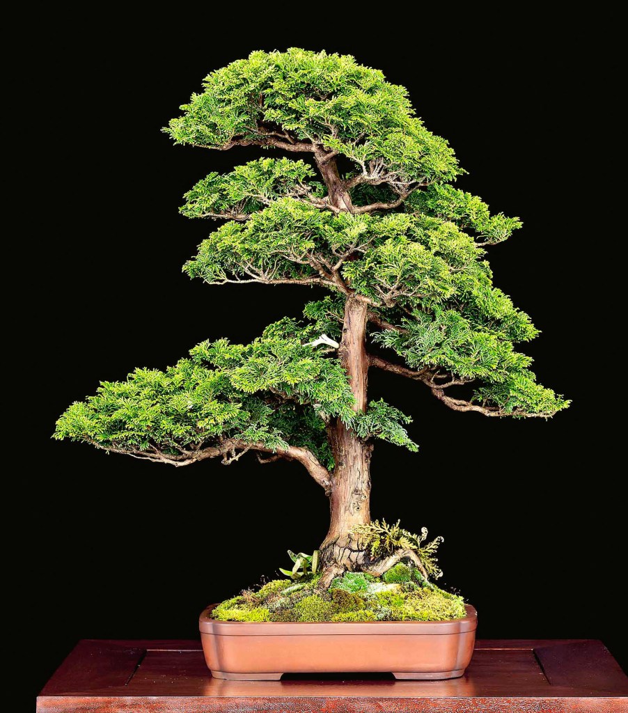 The Refinement Of A Valavanis Dwarf Cypress Bonsai  Valavanis Bonsai Blog