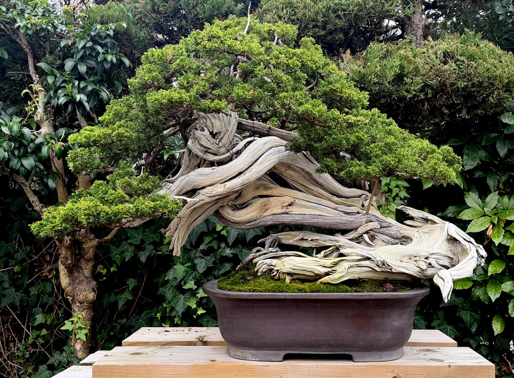 My Second Visit to Omiya Bonsai Village & More – Valavanis Bonsai Blog