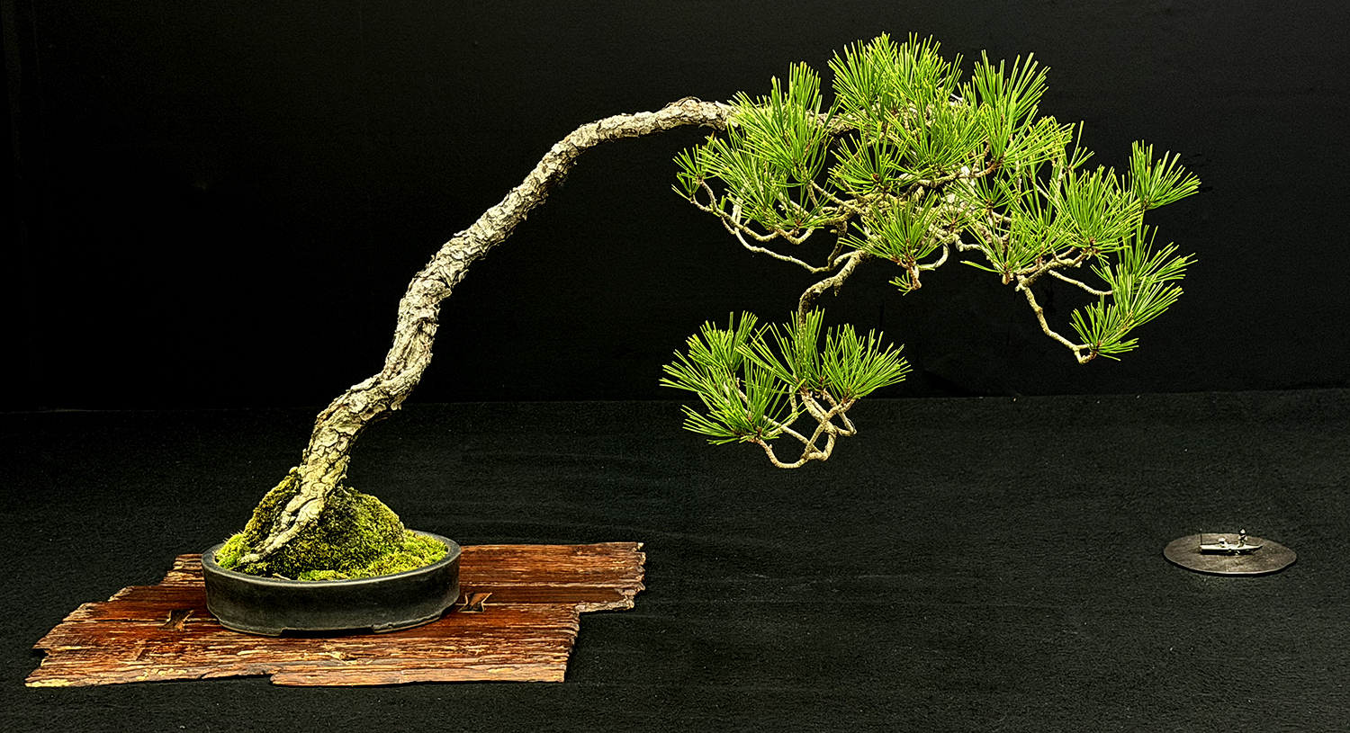 盆栽 Japanese bonsai About Takamatsu Bonsai – 盆栽妙 本店