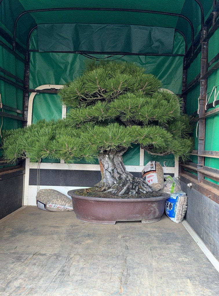 Explore Kyoto's Bonsai Wonders at the Nippon Exhibition